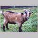 Goats12_03_01.html