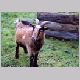 Goats12_03_03.html